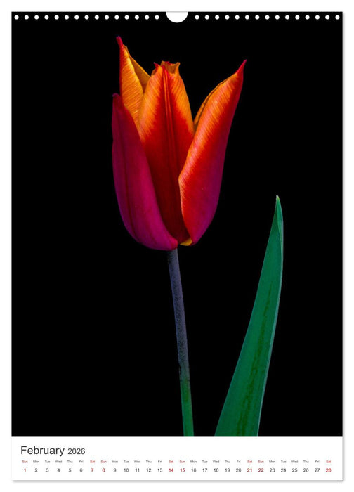 Springtime in my garden (CALVENDO Monthly Calendar 2026)