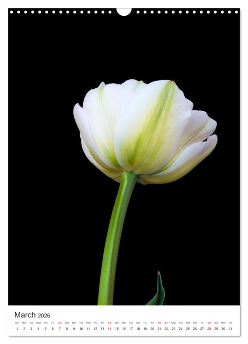 Springtime in my garden (CALVENDO Monthly Calendar 2026)