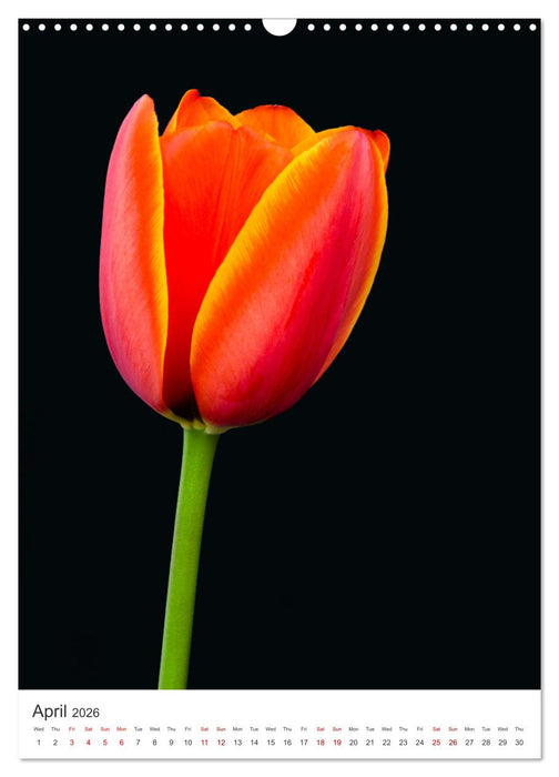 Springtime in my garden (CALVENDO Monthly Calendar 2026)