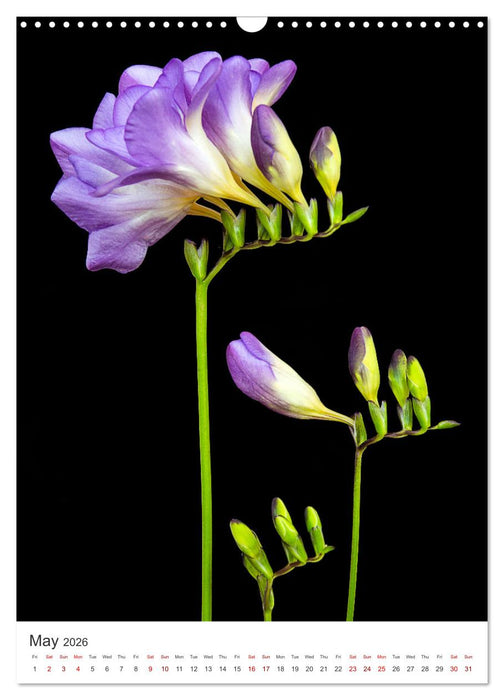 Springtime in my garden (CALVENDO Monthly Calendar 2026)