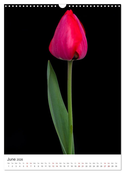 Springtime in my garden (CALVENDO Monthly Calendar 2026)