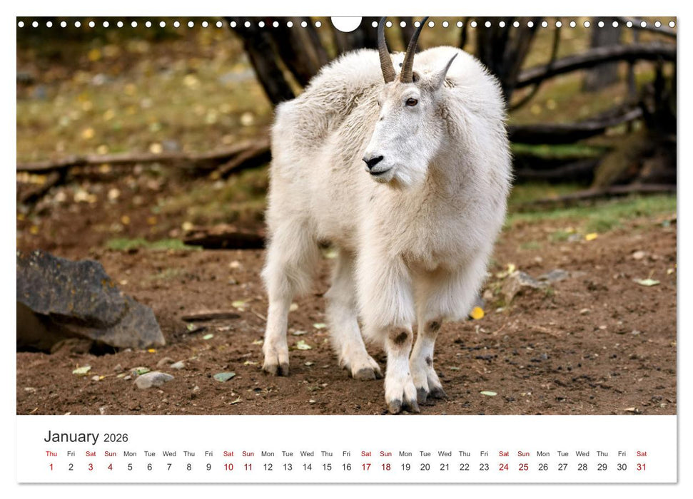 Yukon Wild (CALVENDO Monthly Calendar 2026)