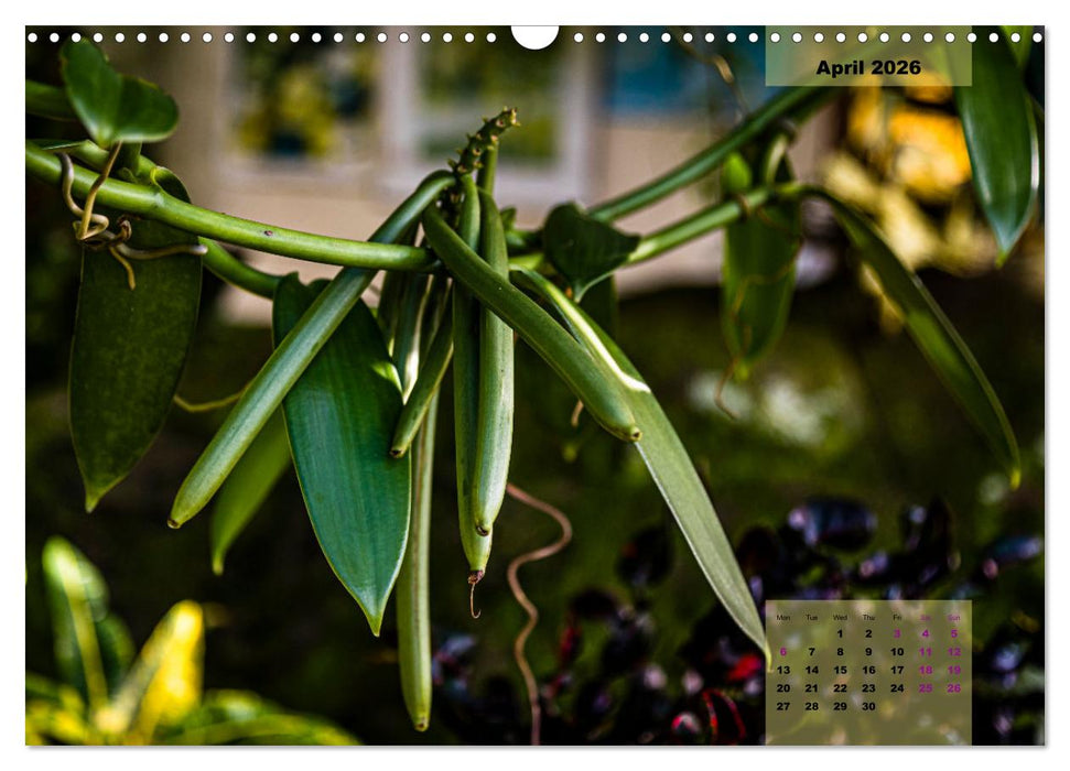 Fruits of Grenada (CALVENDO Monthly Calendar 2026)