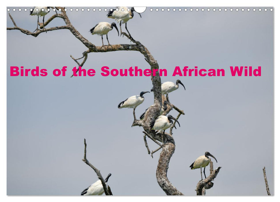 Birds of the Southern African Wild (CALVENDO Monthly Calendar 2026)
