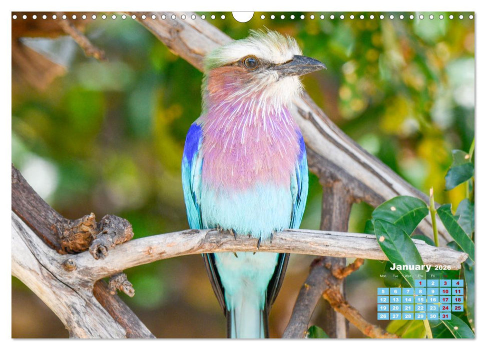 Birds of the Southern African Wild (CALVENDO Monthly Calendar 2026)