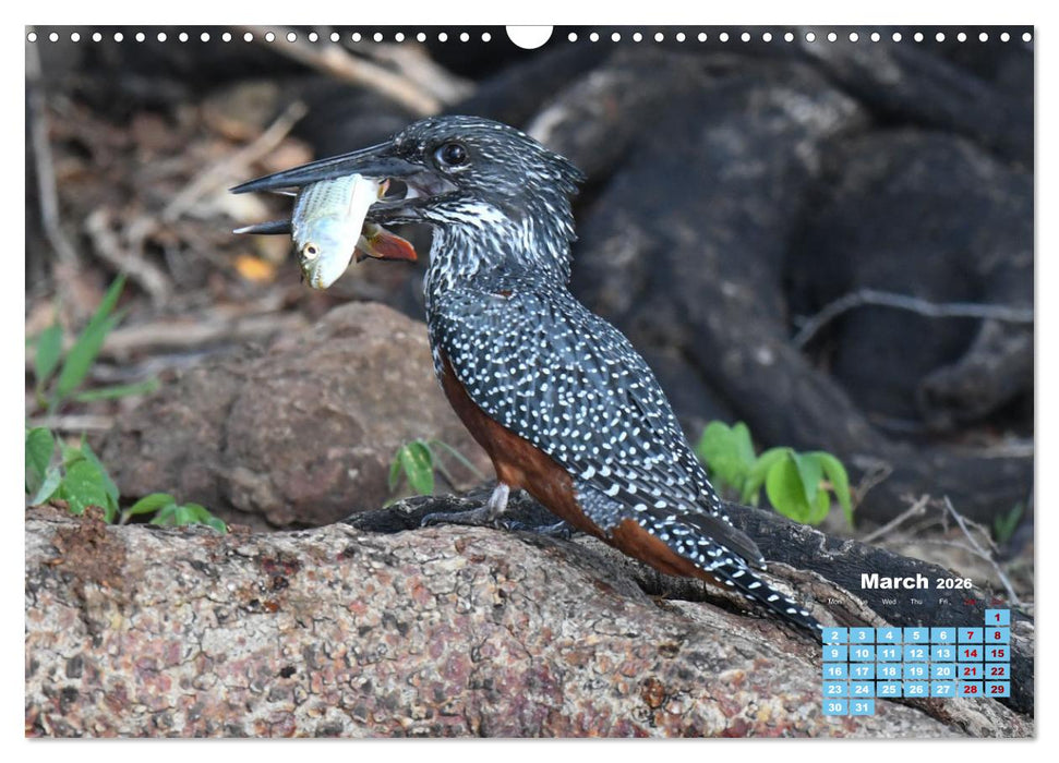 Birds of the Southern African Wild (CALVENDO Monthly Calendar 2026)