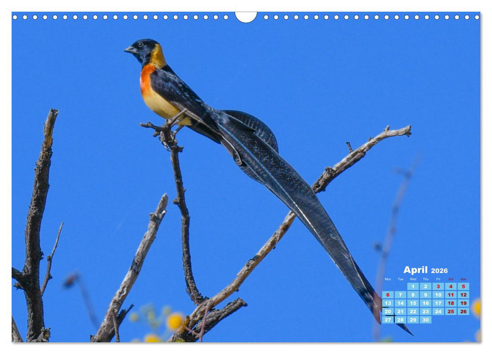 Birds of the Southern African Wild (CALVENDO Monthly Calendar 2026)