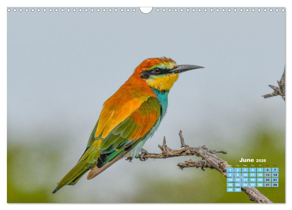 Birds of the Southern African Wild (CALVENDO Monthly Calendar 2026)