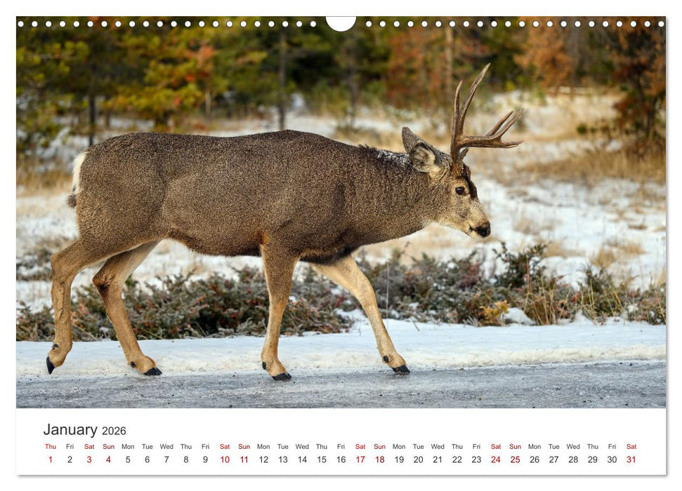 Wild Canada (CALVENDO Monthly Calendar 2026)