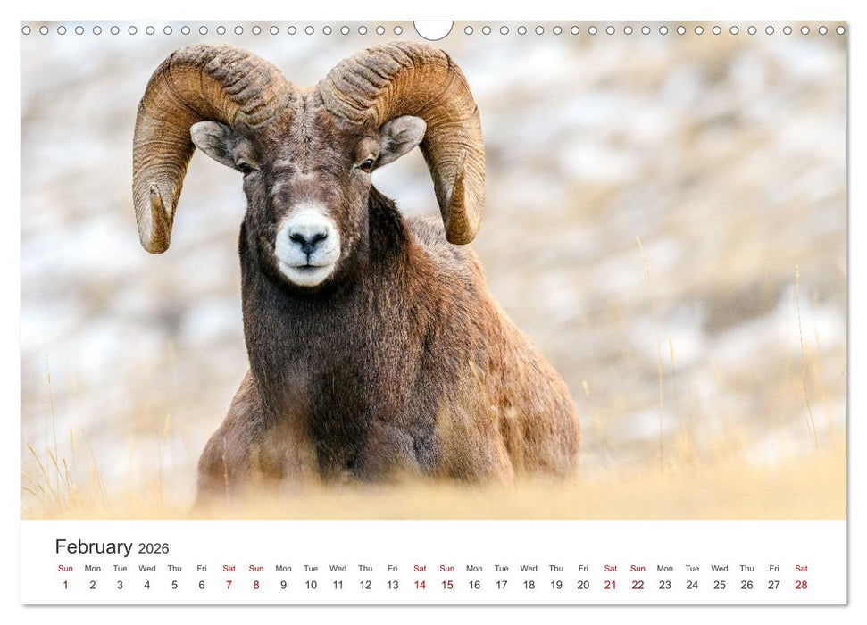 Wild Canada (CALVENDO Monthly Calendar 2026)