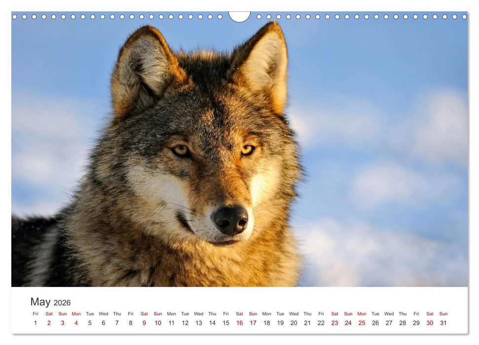Wild Canada (CALVENDO Monthly Calendar 2026)
