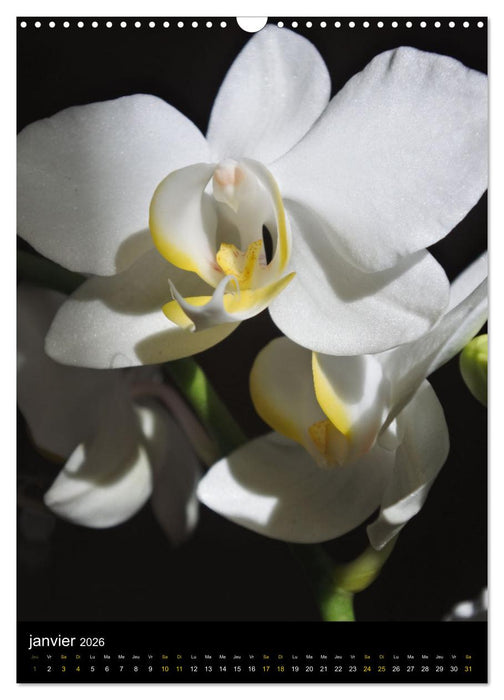 Senteurs florales (CALVENDO Calendrier mensuel 2026)