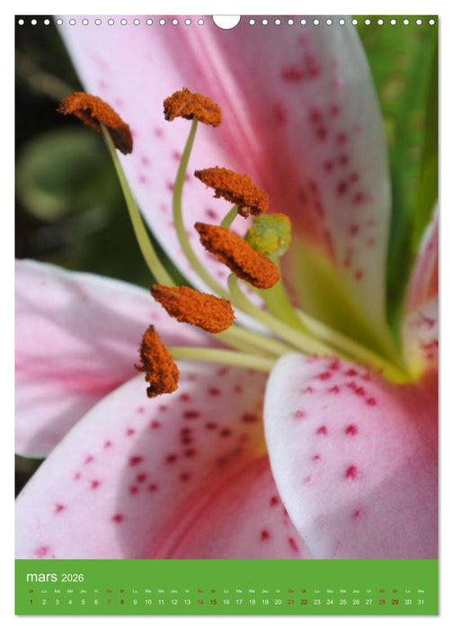 Senteurs florales (CALVENDO Calendrier mensuel 2026)