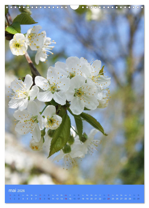 Senteurs florales (CALVENDO Calendrier mensuel 2026)