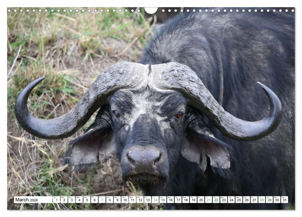 Big10 Of Masai Mara Kenya Africa (CALVENDO Monthly Calendar 2026)