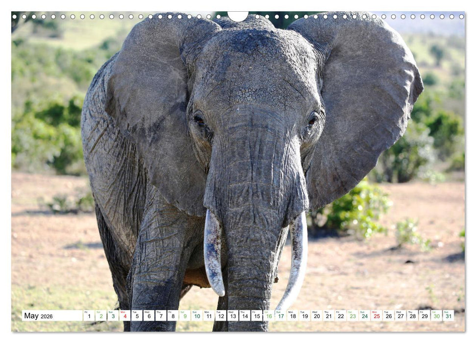 Big10 Of Masai Mara Kenya Africa (CALVENDO Monthly Calendar 2026)