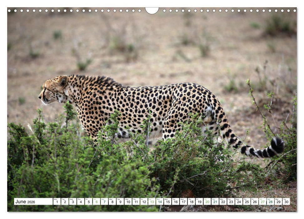 Big10 Of Masai Mara Kenya Africa (CALVENDO Monthly Calendar 2026)