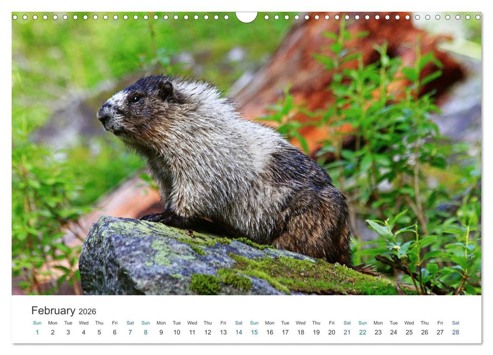 Icefields Parkway in Canada (CALVENDO Monthly Calendar 2026)