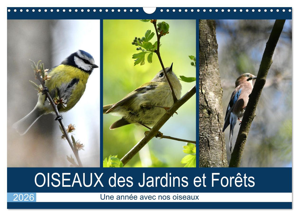 OISEAUX des Jardins et Forêts (CALVENDO Calendrier mensuel 2026)
