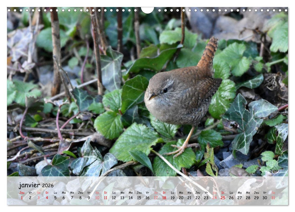 OISEAUX des Jardins et Forêts (CALVENDO Calendrier mensuel 2026)