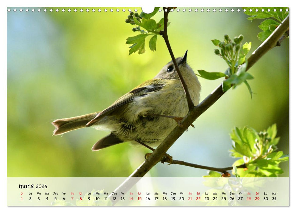 OISEAUX des Jardins et Forêts (CALVENDO Calendrier mensuel 2026)