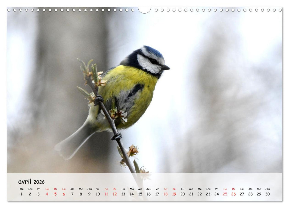 OISEAUX des Jardins et Forêts (CALVENDO Calendrier mensuel 2026)