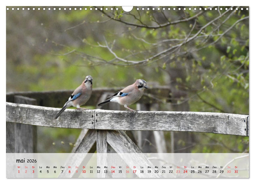OISEAUX des Jardins et Forêts (CALVENDO Calendrier mensuel 2026)