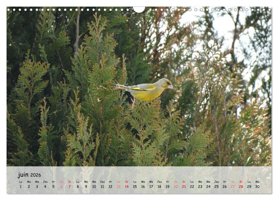 OISEAUX des Jardins et Forêts (CALVENDO Calendrier mensuel 2026)