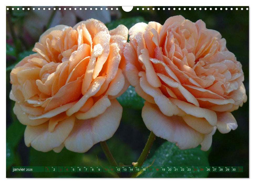 Le moment des roses (CALVENDO Calendrier mensuel 2026)