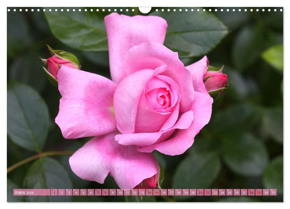 Le moment des roses (CALVENDO Calendrier mensuel 2026)