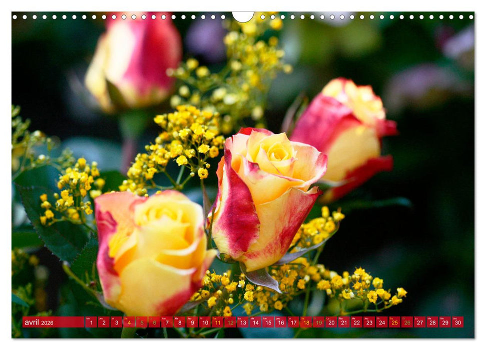 Le moment des roses (CALVENDO Calendrier mensuel 2026)