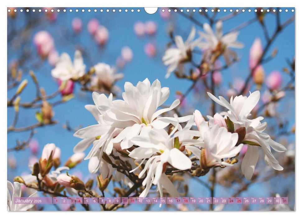 A Magnolia Dream (CALVENDO Monthly Calendar 2026)