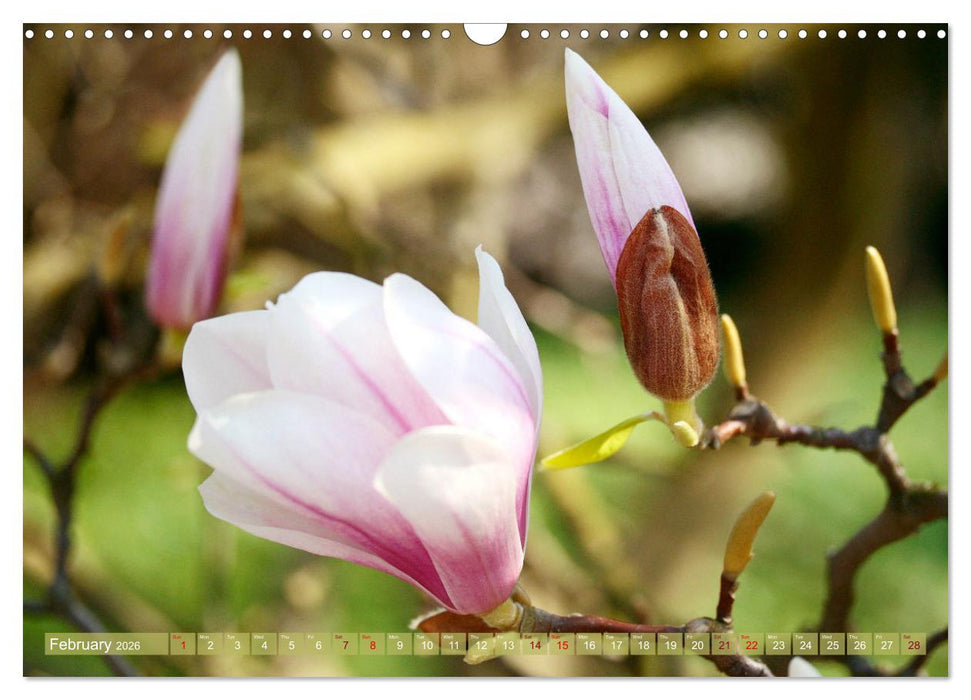 A Magnolia Dream (CALVENDO Monthly Calendar 2026)