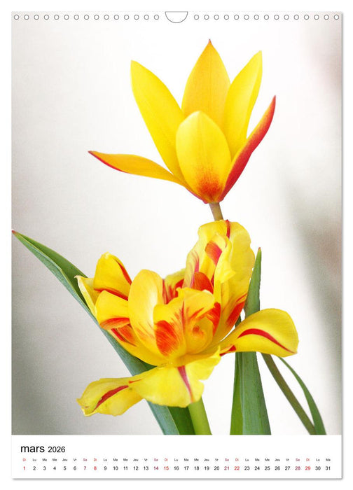 Fleurs élégantes (CALVENDO Calendrier mensuel 2026)