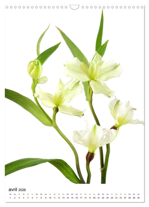 Fleurs élégantes (CALVENDO Calendrier mensuel 2026)