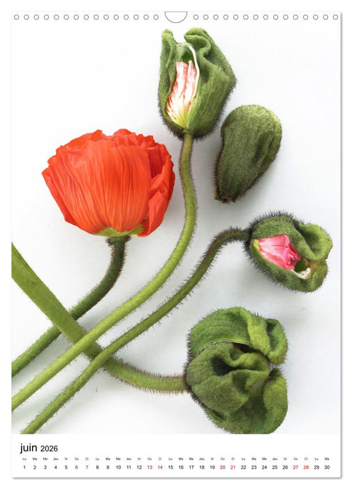 Fleurs élégantes (CALVENDO Calendrier mensuel 2026)