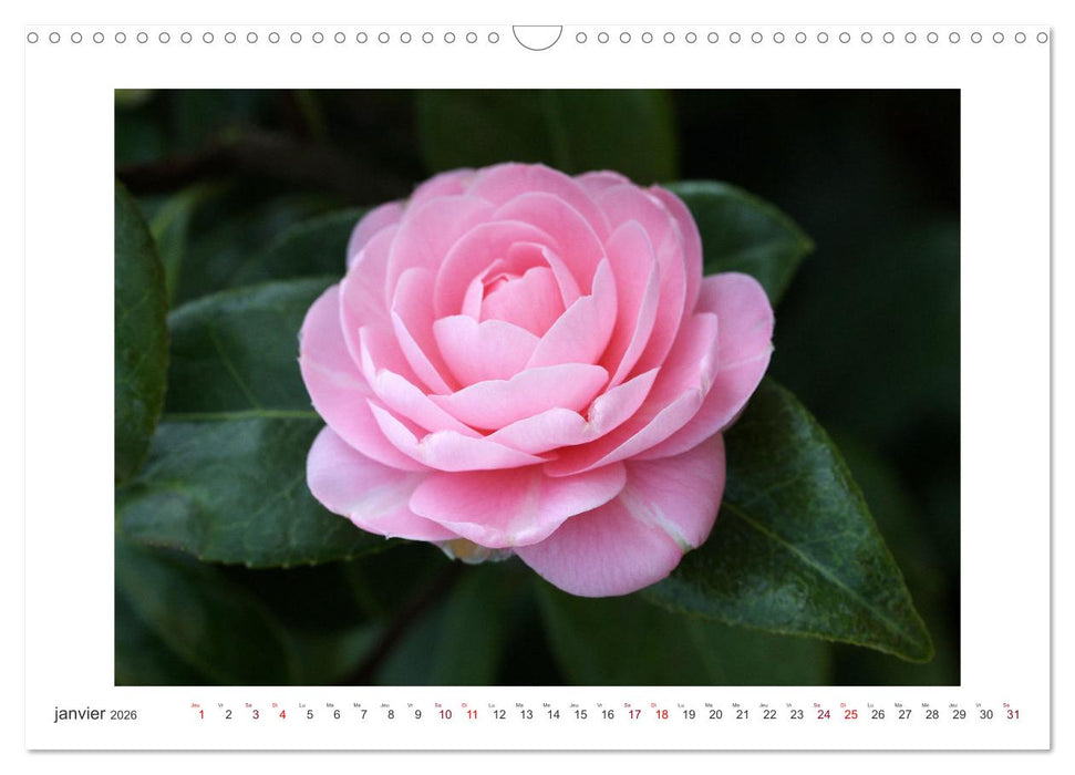 Camélias mystiques (CALVENDO Calendrier mensuel 2026)