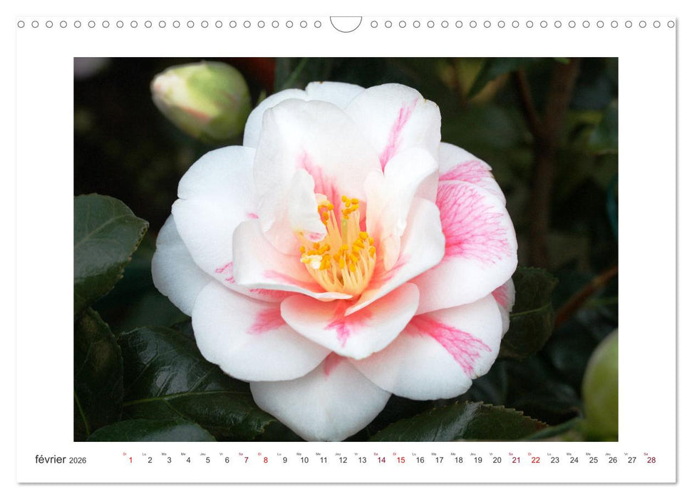 Camélias mystiques (CALVENDO Calendrier mensuel 2026)