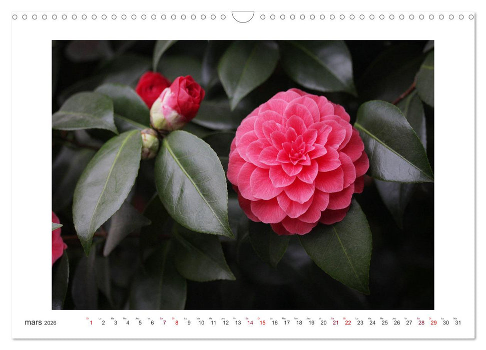 Camélias mystiques (CALVENDO Calendrier mensuel 2026)
