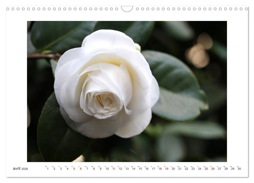 Camélias mystiques (CALVENDO Calendrier mensuel 2026)