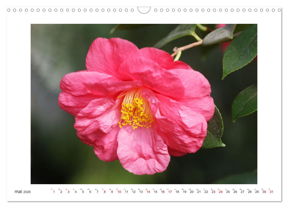 Camélias mystiques (CALVENDO Calendrier mensuel 2026)