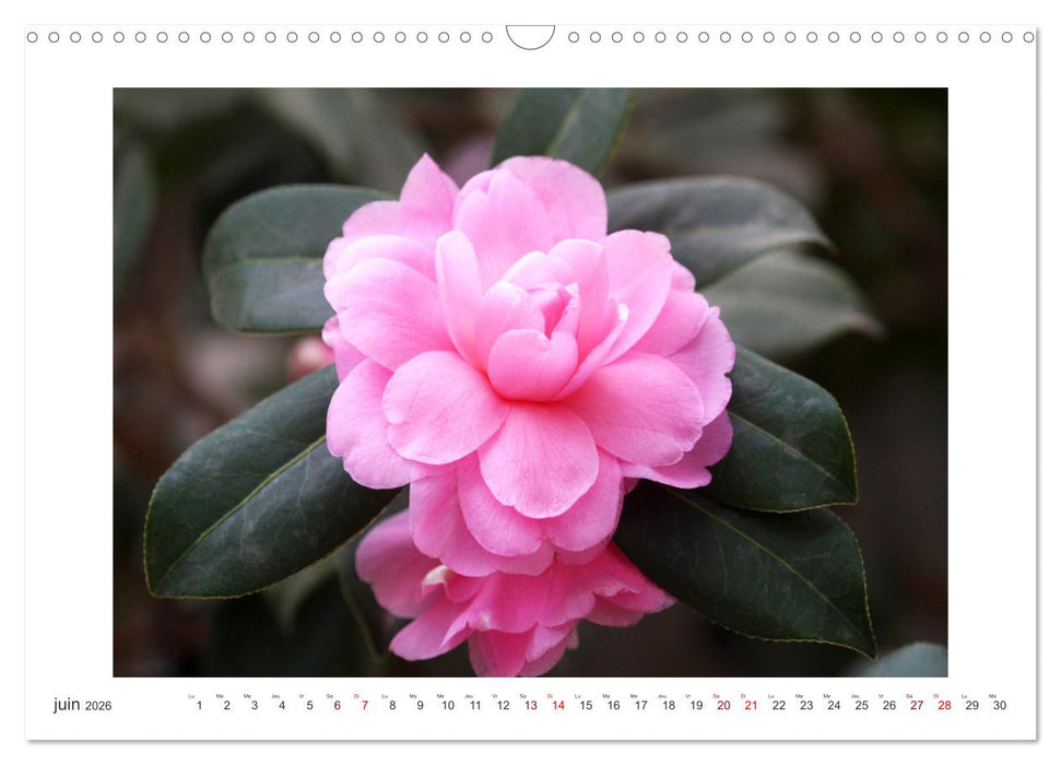 Camélias mystiques (CALVENDO Calendrier mensuel 2026)