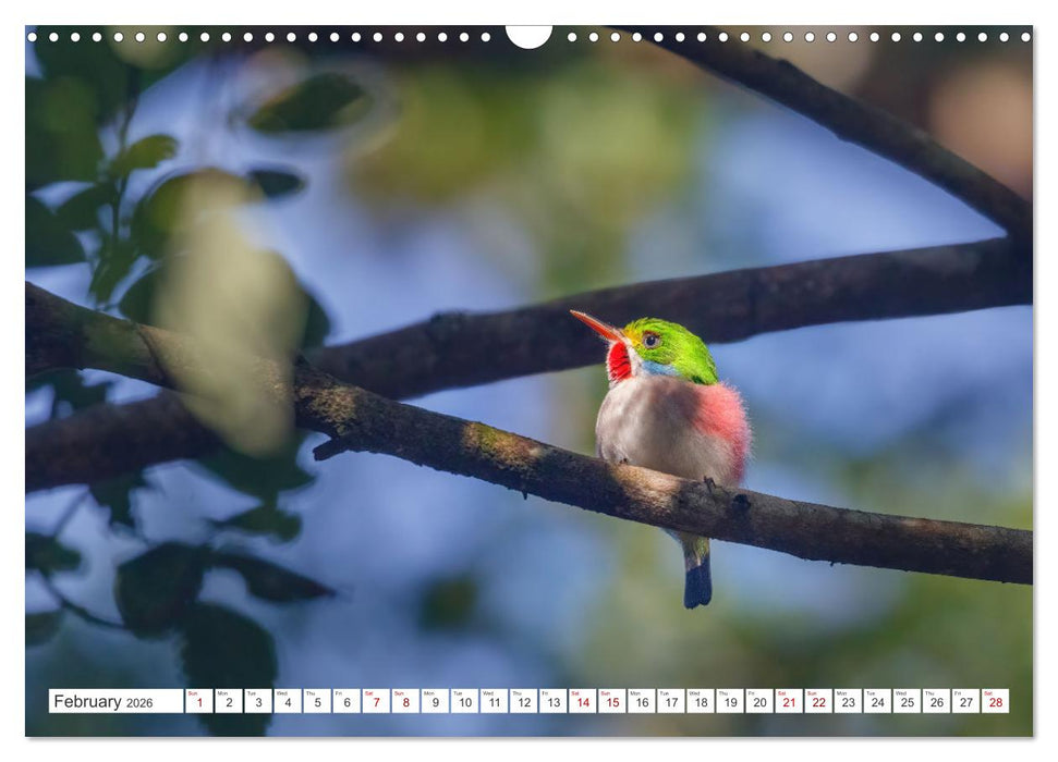 Birds of Cuba Island (CALVENDO Monthly Calendar 2026)