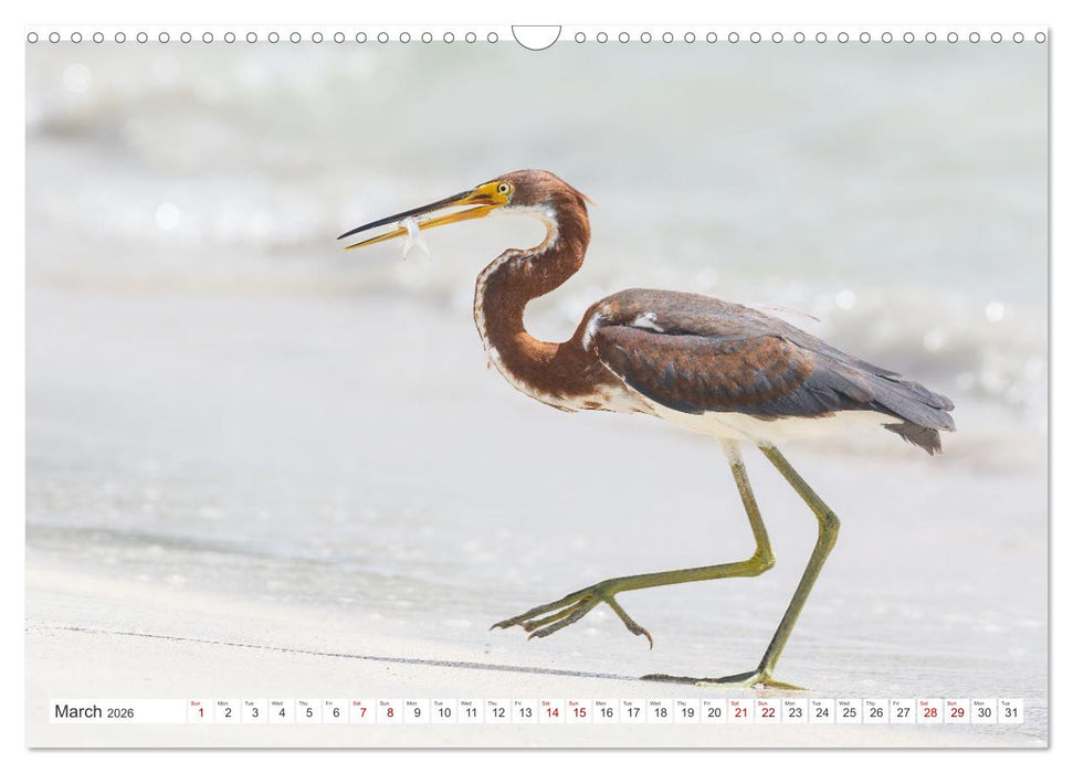 Birds of Cuba Island (CALVENDO Monthly Calendar 2026)