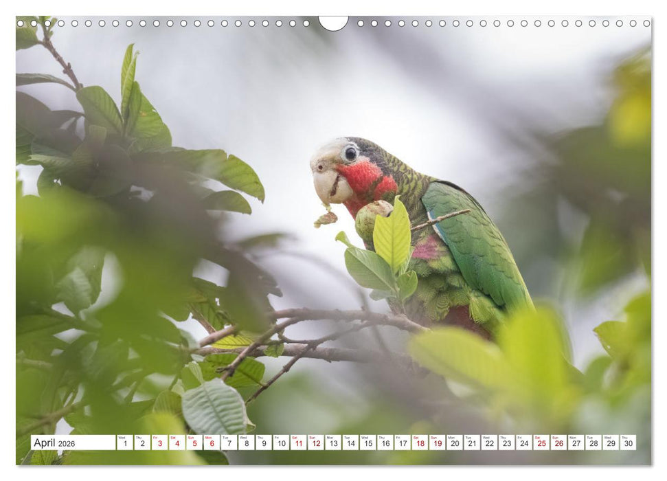 Birds of Cuba Island (CALVENDO Monthly Calendar 2026)