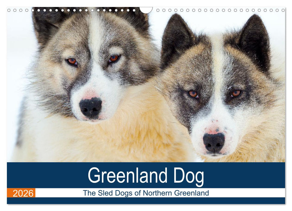 Greenland Dog - The Sled Dogs of Northern Greenland (CALVENDO Monthly Calendar 2026)