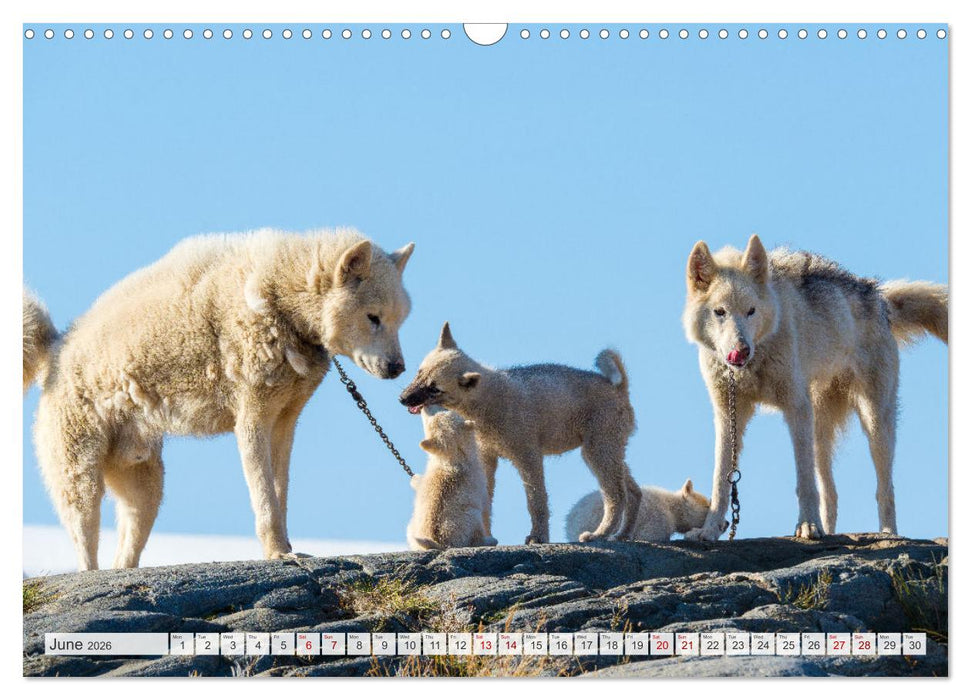 Greenland Dog - The Sled Dogs of Northern Greenland (CALVENDO Monthly Calendar 2026)