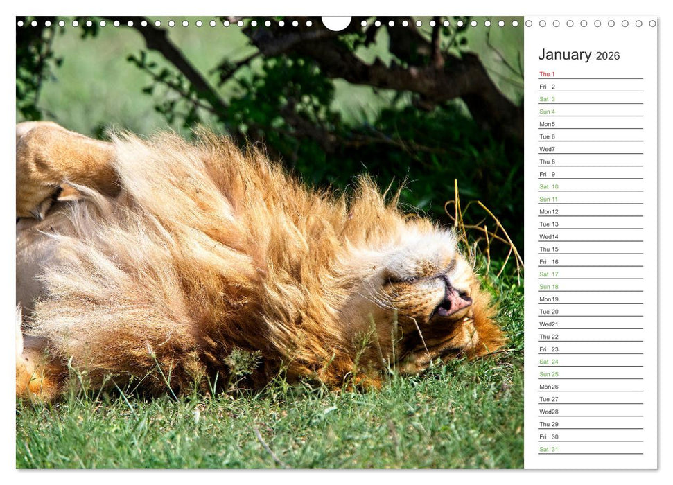 Kenya - its Wildlife (CALVENDO Monthly Calendar 2026)