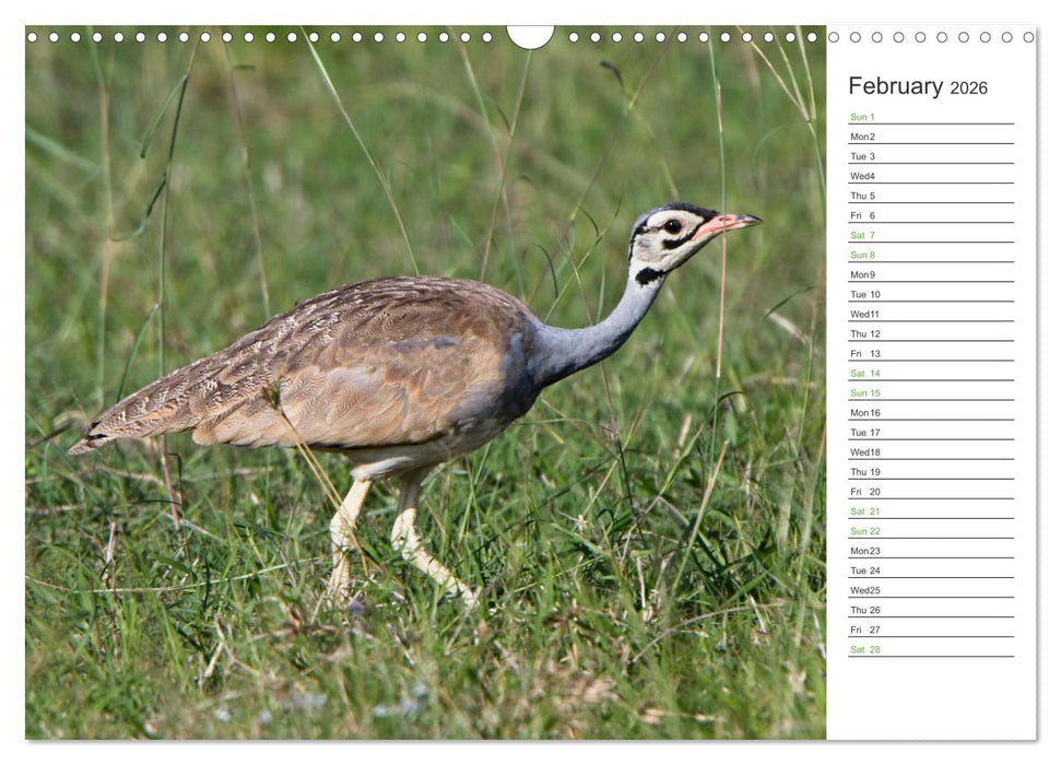 Kenya - its Wildlife (CALVENDO Monthly Calendar 2026)