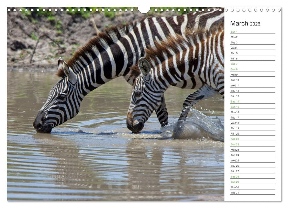 Kenya - its Wildlife (CALVENDO Monthly Calendar 2026)